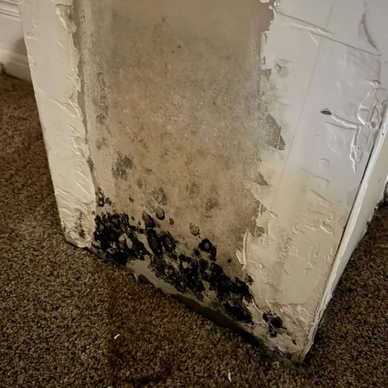 Professional Mold Removal in Florence, AZ